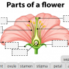 image of a flower diagram with blank labels
