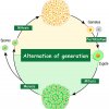 diagram showing alternation of generations cycle