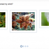 Seed dispersal quiz image