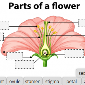 image of a flower diagram with blank labels