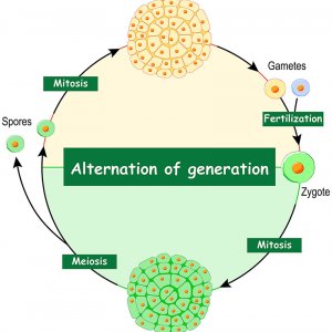 diagram showing alternation of generations cycle
