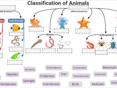 Image of interactive animal classification drag and drop exercise