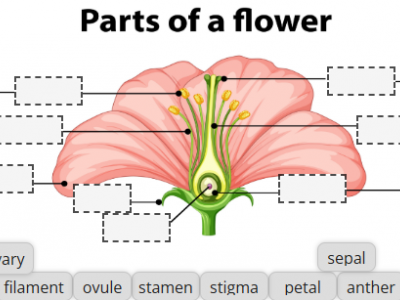 image of a flower diagram with blank labels