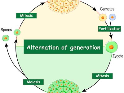 diagram showing alternation of generations cycle