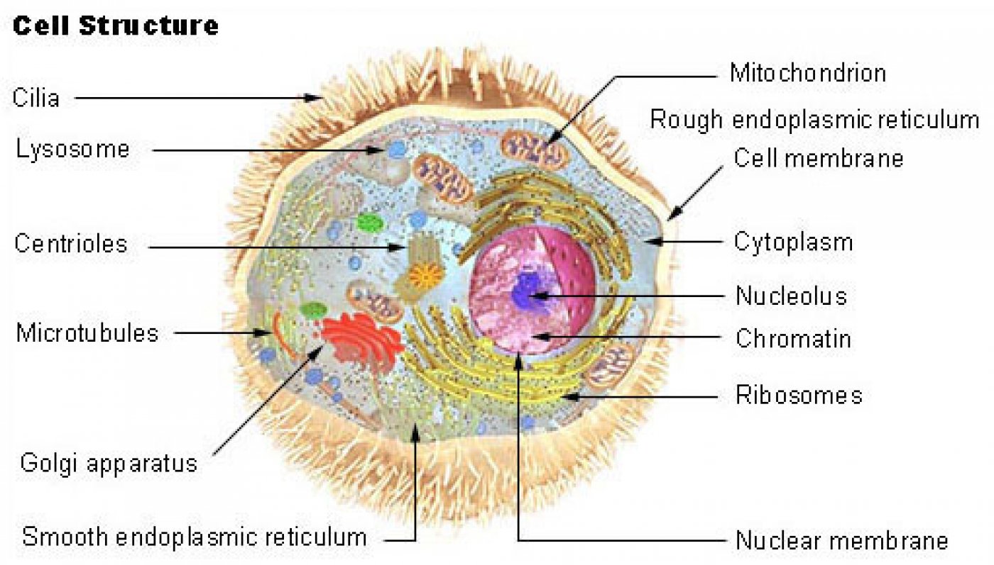 A labelled diagram of a cell.